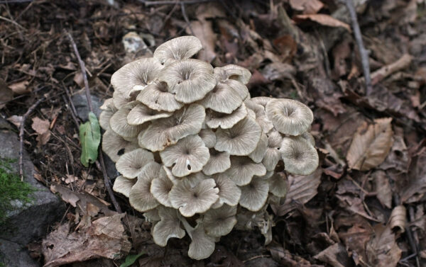 polyporus hrotlife