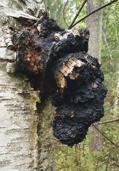hrotlife chaga