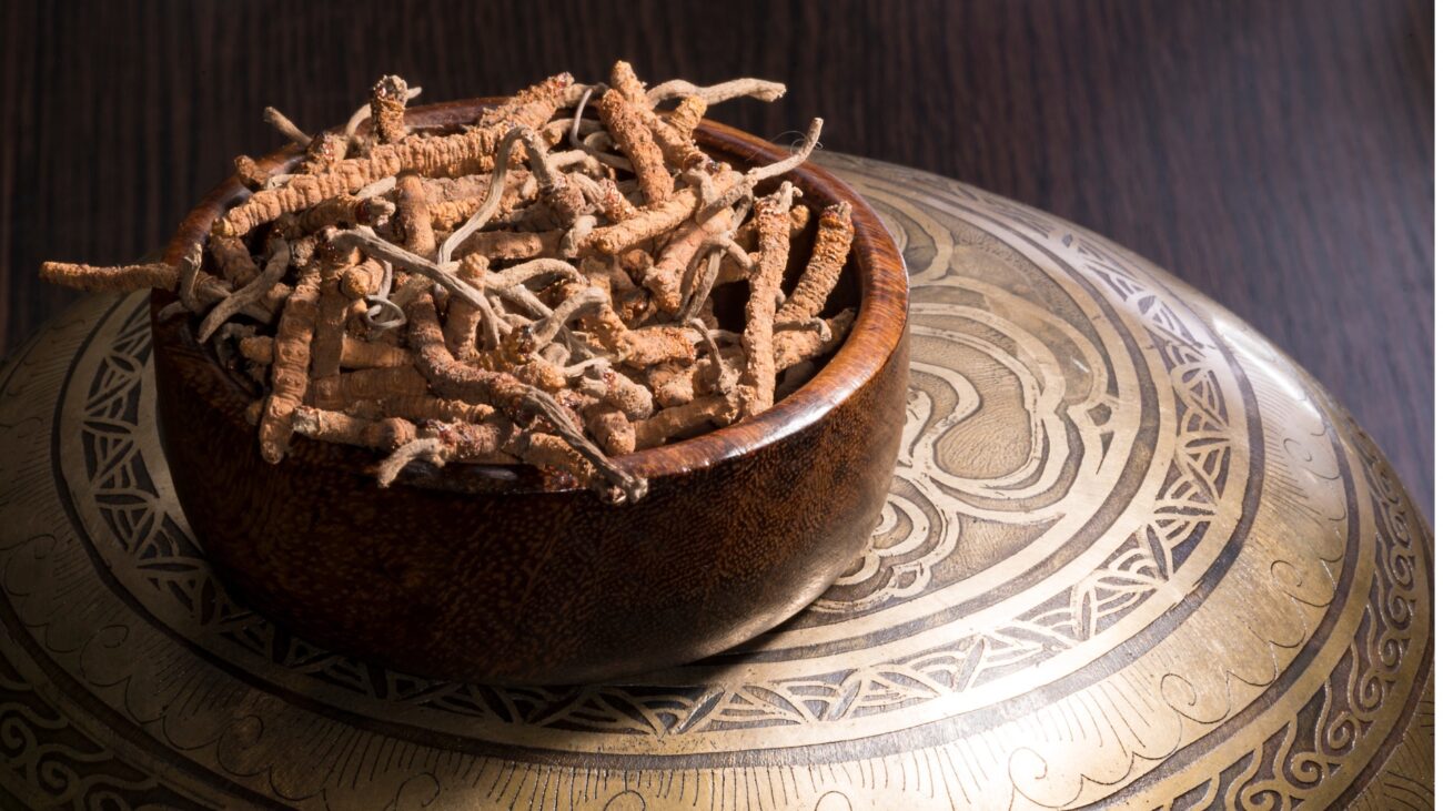 cordyceps recenze