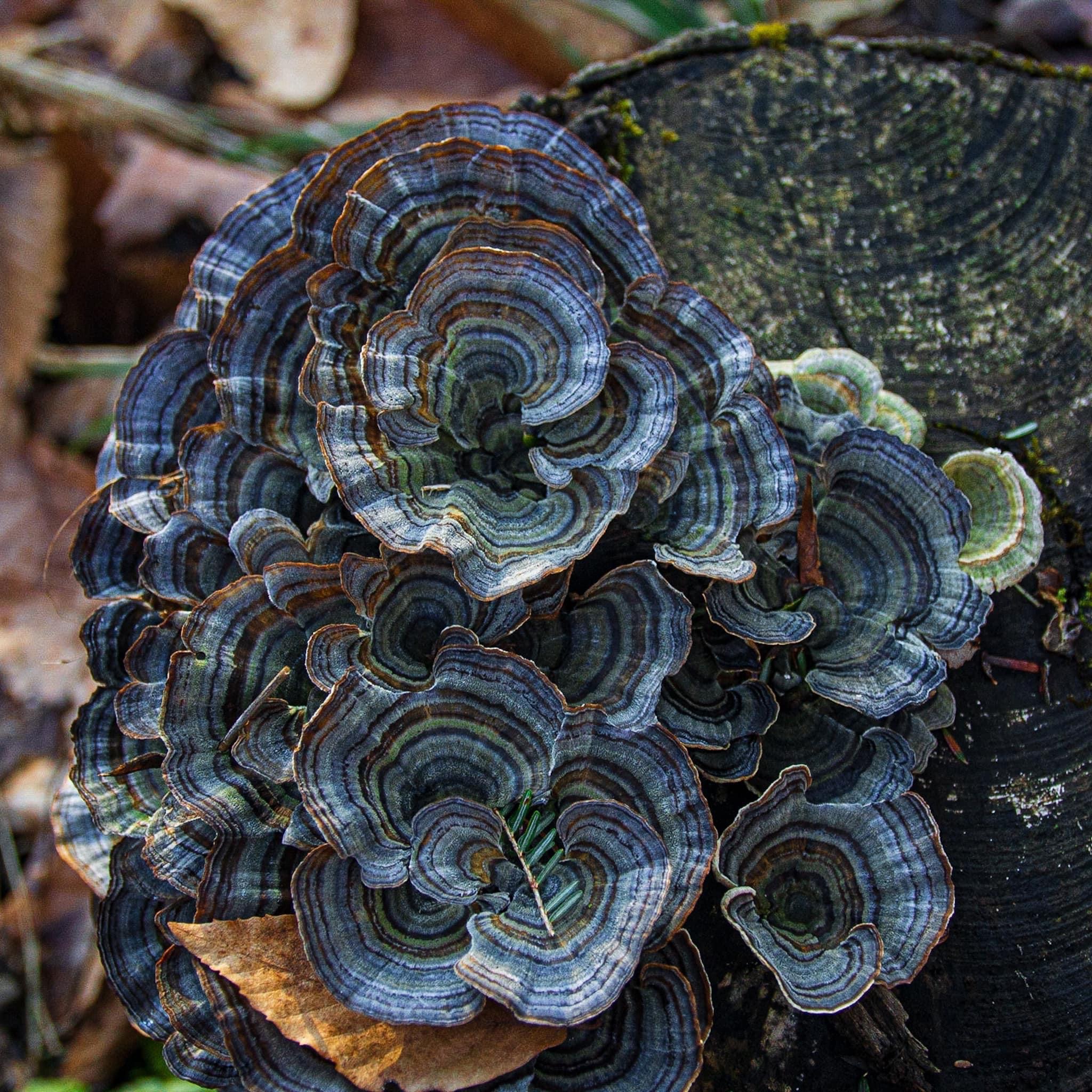 coriolus ucinky