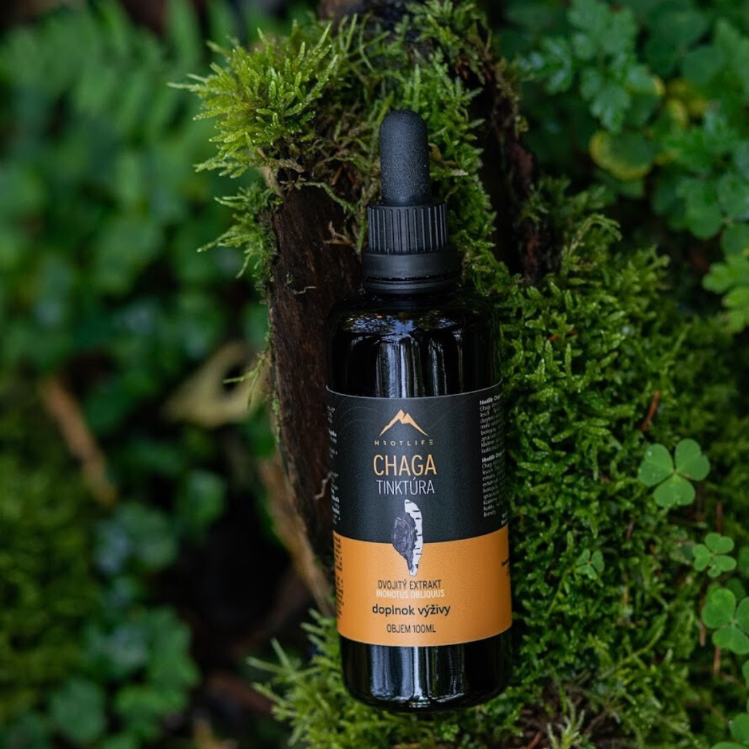 Chaga sibirska tinktura